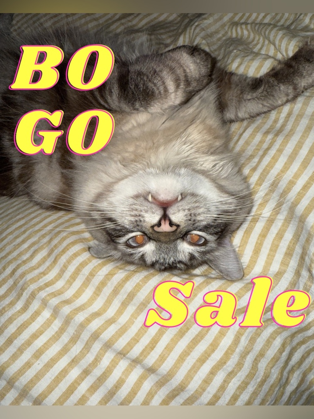 🙀 Cat emergency BOGO! 🙀